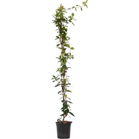 Jasmin étoilé - Trachelospermum jasminoides - Hauteur 110-120cm - ⌀17cm