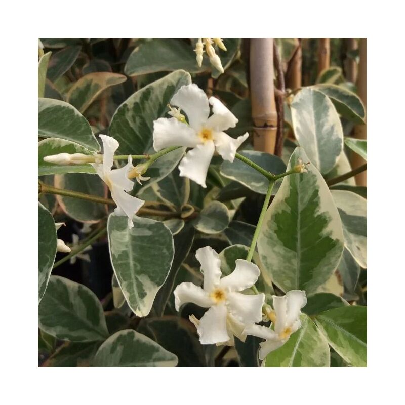 Javoy Plantes - Jasmin étoilé 'Variegatum' - trachelospermum jasminoides 3L