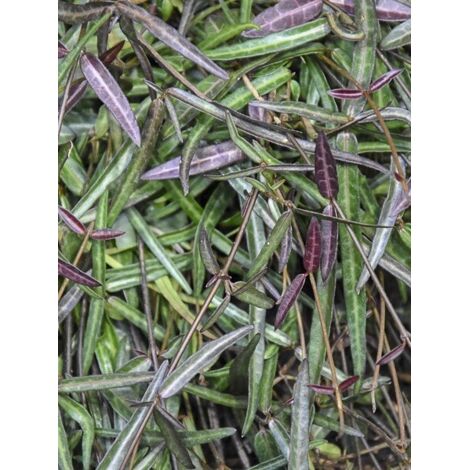 Jasmin étoilé 'Waterwheel' Pot de 3L/4L