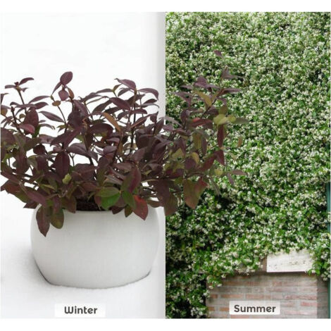 Jasmin étoilé Winter Ruby® 'Trared'