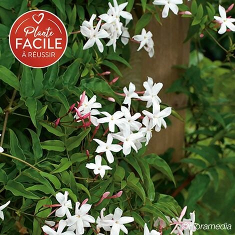 JAVOY PLANTES Jasmin officinal 'Affine' - jasminum officinalis 3L