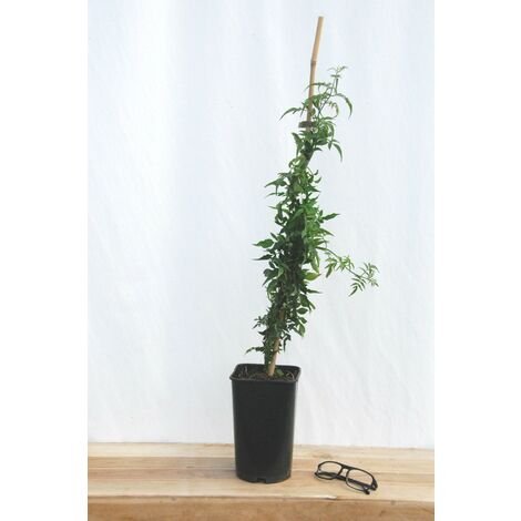 Jasmin officinal Taille du pot - Pot de 3 Litres