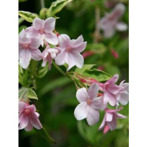 Jasmin stephanois Godet de 8/9 cm