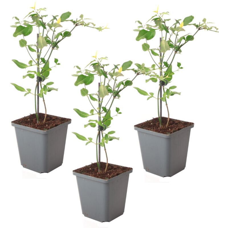 Jasmin étoilé - Set de 3 - Jasminum 'Summer Scent' - Hauteur 25-40cm - ⌀9cm
