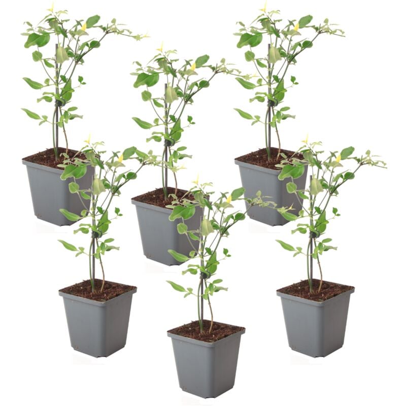 Plant In A Box - Jasmin 'Summer Scent' grimpante - Lot de 6 - Rose - ⌀9 cm - Hauteur 25-40 cm - Rose