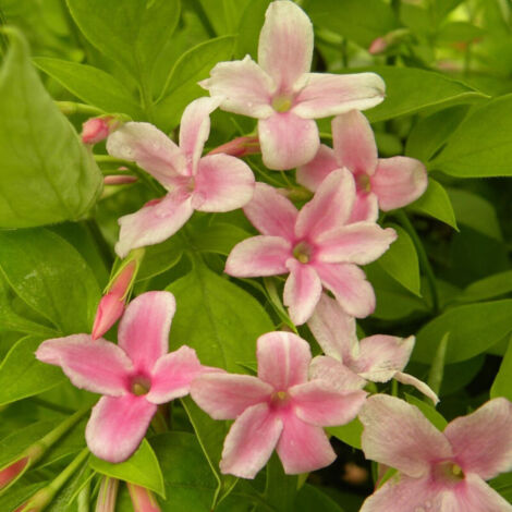 Jasmin x Stephanense