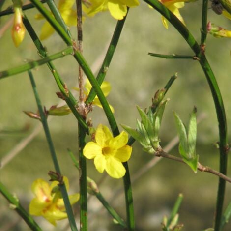 Jasminum nudiflorum - Ø 19 cm