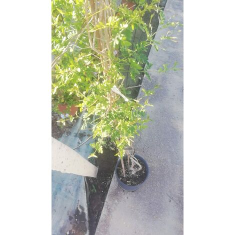 Jasminum Officinalis v20