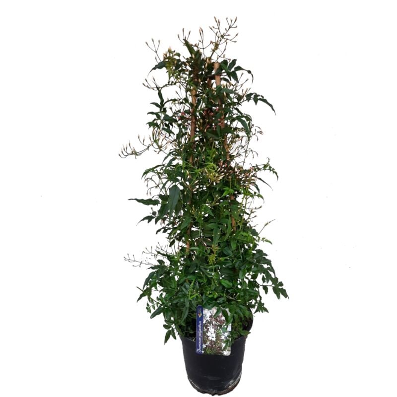 Jasminum Polyanthum - Pyramide - Jardin - Pot 17cm - Hauteur 60-70cm - Blanc