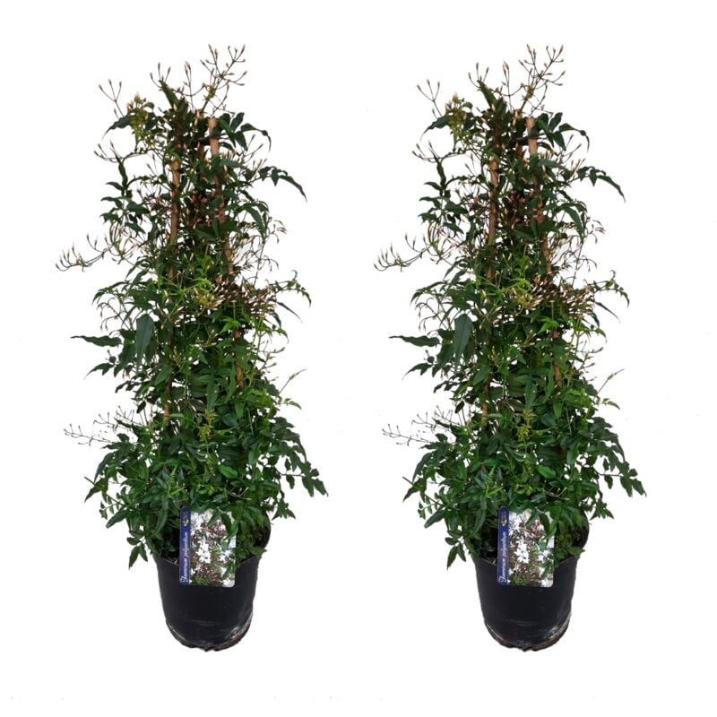 Plant In A Box - Jasminum Polyanthum - Set de 2 - Pyramide - Jardin - Pot 17cm - Hauteur 60-70cm - Blanc