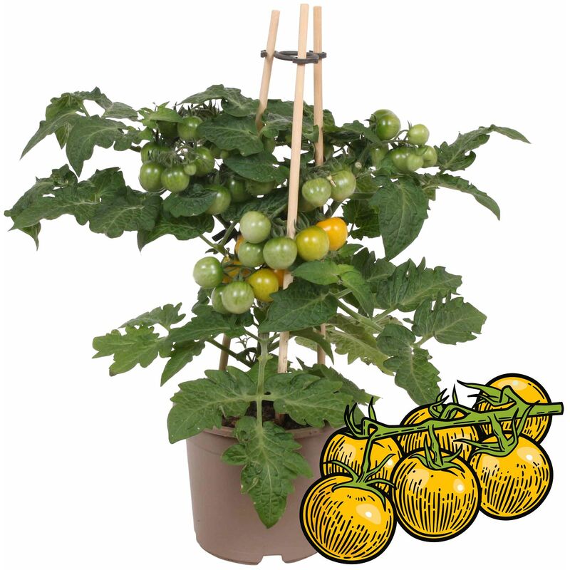 Jaune Tomate cerise - tomate cerise - plante à nombreux fruits - pour balcon et jardin - pot 14cm - légumes à emporter
