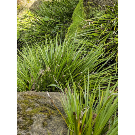 Jonc japonais 'Licorice' Pot de 1,5L/2L