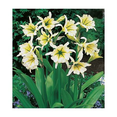 JONQUILLE SULPHUR QUEEN