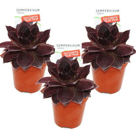 Joubarbe exclusive - Sempervivum - variétés de collection inhabituelles - raretés - 3 plantes chacune dans un pot de 5,5 cm