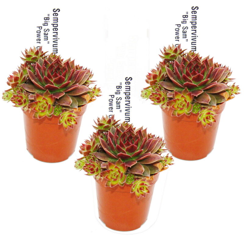 Exotenherz - Joubarbe exclusive - Sempervivum - variété de collection inhabituelle Big Sam ou Power Grenade - rareté - 3 plantes chacune dans un pot