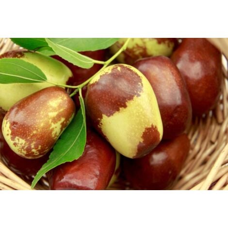 VIVAIO GARDEN FOREST Jujubier - Arbres fruitiers Arbuste Petit Arbre Photos Royales