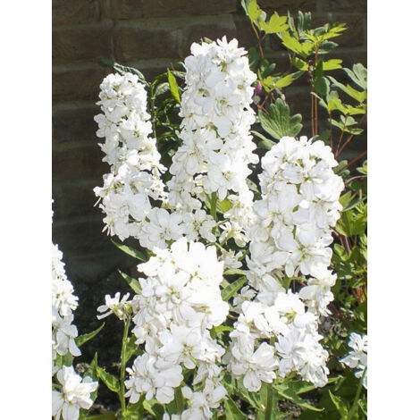 Julienne des jardins 'Alba Plena' Godet de 8/9 cm