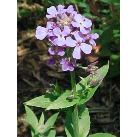Julienne des jardins Godet de 8/9 cm