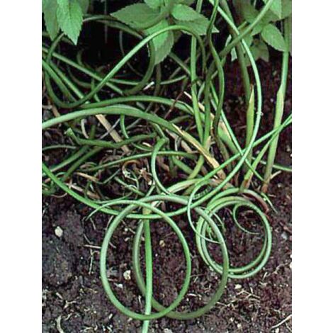 Juncus effusus 'Spiralis' Pot de 2L/3L