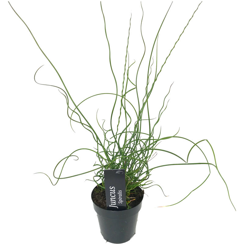 Bloomique - Juncus Spiralis – Herbe tire-bouchon – Faible entretien – Zone 1/2 – ⌀9cm - ↕30-40 cm - Brown