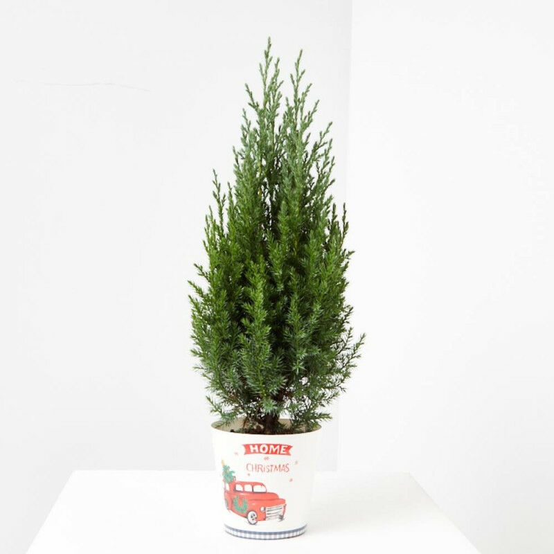 

Sin Marca - JUNIPERUS C/CUBRE NAVIDAD M-13