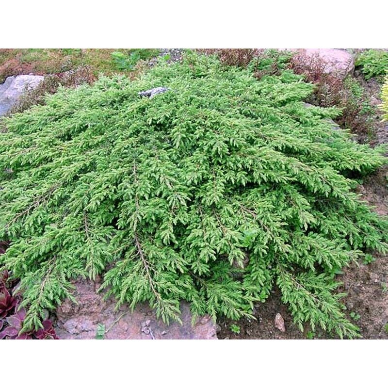 Peragashop - vase tapis vert juniperus communis 23CM