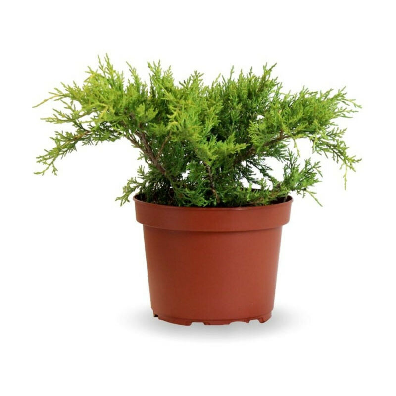 

Juniperus Tapizante Maceta 3 Litros