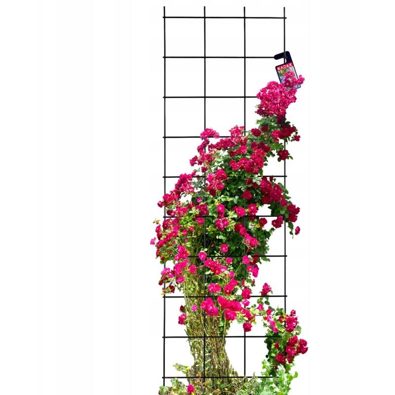 KADAX Pergola de Jardin Support Métallique pour Plantes Roses Fleurs Grille 45x150