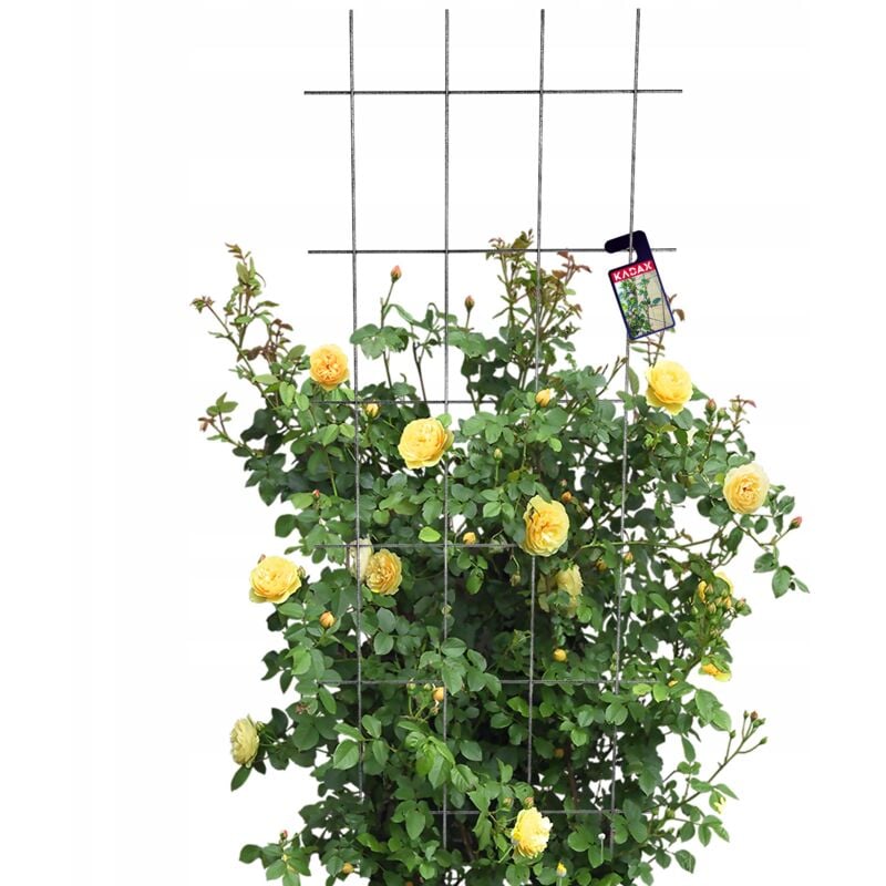 Pergola de Jardin Support Métallique pour Plantes Roses Fleurs Grille 60x150cm - Kadax
