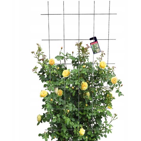 KADAX Rankgitter, für Garten, Metall Spalier, Rankhilfe, 75x150 cm
