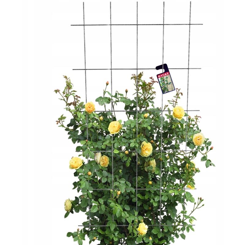 Treillis de Jardin pour Fleurs et Plantes Grimpantes 75x150 - Kadax