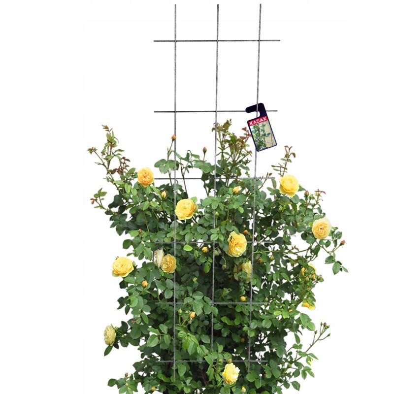 Treillis de Jardin pour Fleurs pour Plantes Grimpantes 45x150 - Kadax