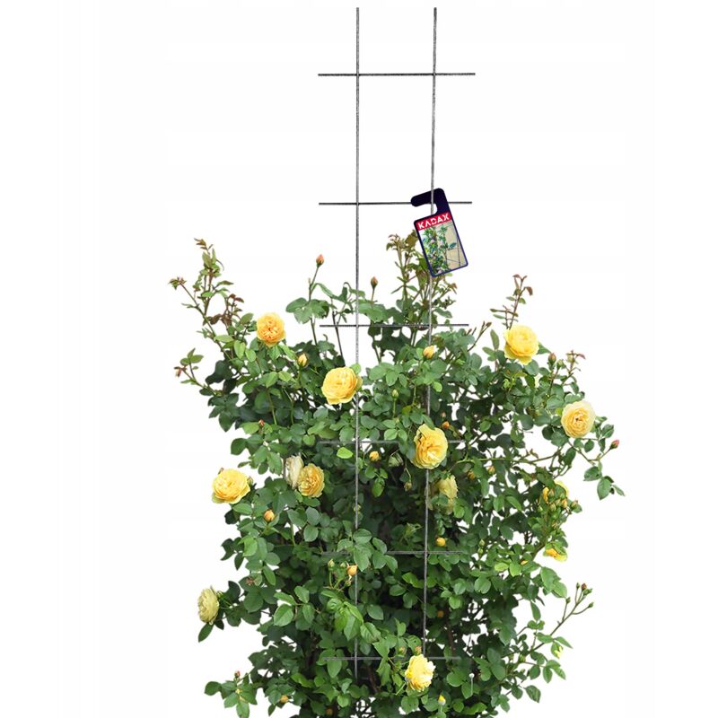 Treillis de Jardin pour Plantes Grimpantes Pergola 30x150 - Kadax