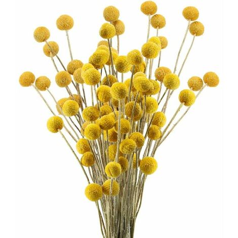 KAEJYIUT 30 Tiges Craspedia Fleur Sechees Naturel Bouquet Fleurs de Craspedia Séchées Jaune Billy Button Balles Plante pour Décoration Mariage Maison Table Vase Arrangement de Fleurs Florale