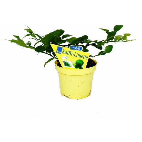 Kaffir Lime - Citrus hystrix - 2 Plantes - Kaffir Lime Spice Plant