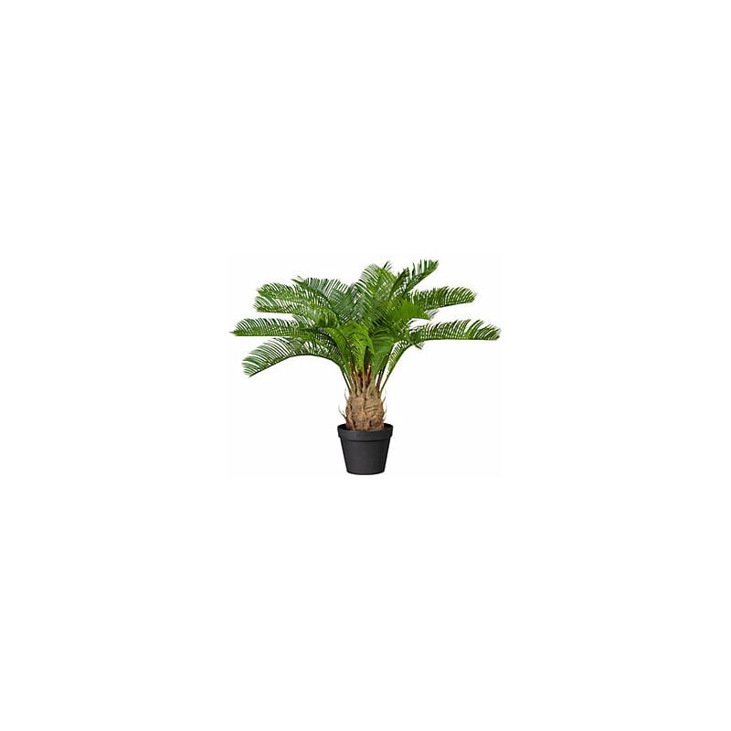 656200 Palma Cycas altezza ca 600 - Kaiserkraft