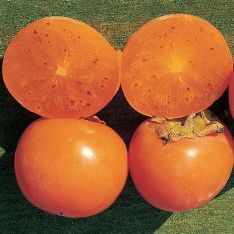 VIVAIO GARDEN FOREST KAKO KAKI -LYCOPERSICON Plante à fruits 150 cm de haut