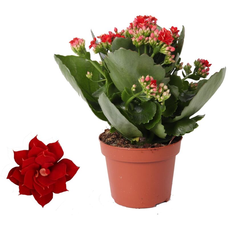 Kalanchoe Rosalina Don Justino Rouge - Ø12cm - H27cm– ComfortXL Green