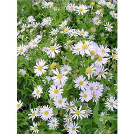 Kalimeris incisa 'Charlotte' Godet de 8/9 cm