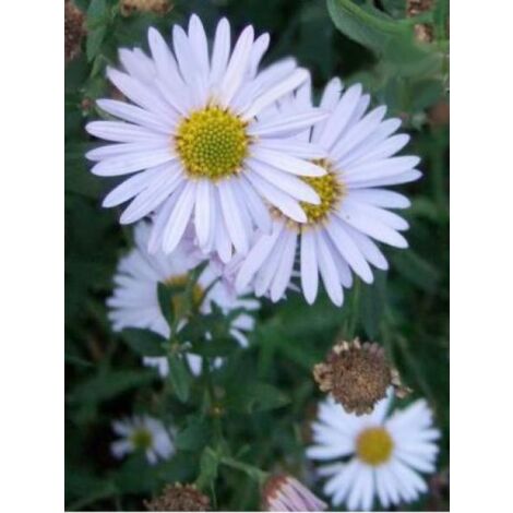 Kalimeris incisa 'Madiva' Godet de 8/9 cm