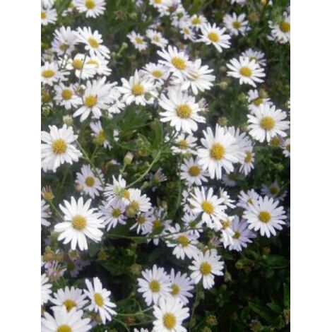 Kalimeris incisa Pot de 2L/3L