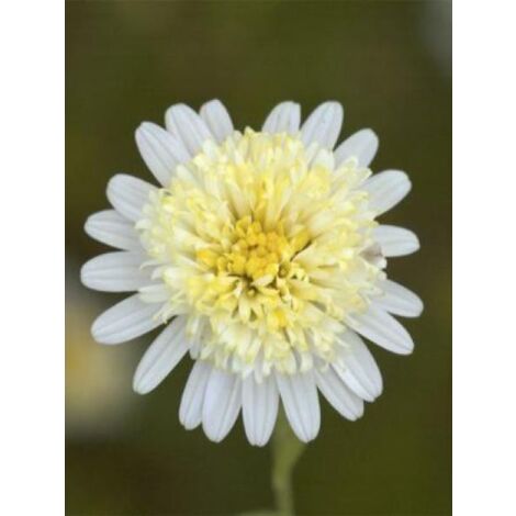 Kalimeris pinnatifida 'Var. Hortensis' Godet de 8/9 cm