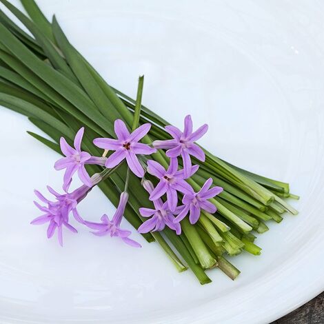 Kap-Knoblauch, Kölle Bio, 12cm Topf, frisch aus unserer Bio-Gärtnerei