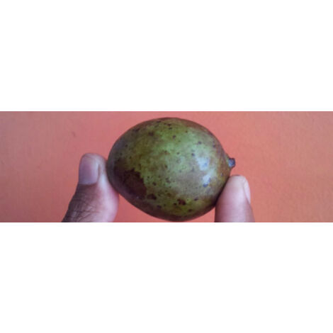 Kasturi Mango Plant Mangifera Casturi - Fruit Plant Real Photos