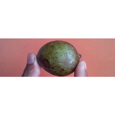 Kasturi Mango Plant Mangifera Casturi - Pianta di Frutto Frutta Foto Reali