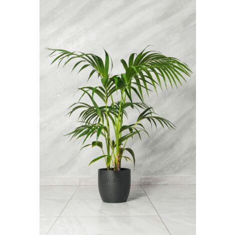 Kenzia Kentia Howea forsteriana en pot 21cm photo réelle H 140cm plante réelle