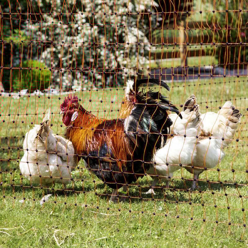 Kerbl - Filet pour volailles h 106 cm x l 50 m x Modèle Pointe double