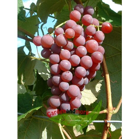 kernlose Wein- Tafeltraube Vanessa süß und rotfruchtig