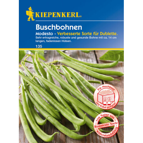 Kiepenkerl Buschbohne Modesto Phaseolus vulgaris, Inhalt  6 Ifd. Meter Obst- & Gemüsesamen