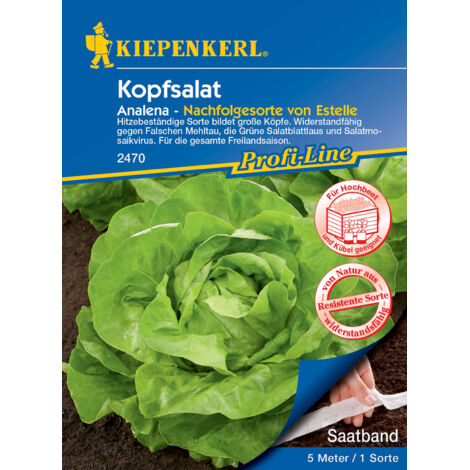 Kiepenkerl Kopfsalat Analena Saatband Gemüsesamen